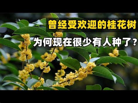 後院種樹風水|後院種什麼樹好 有什麼好的寓意